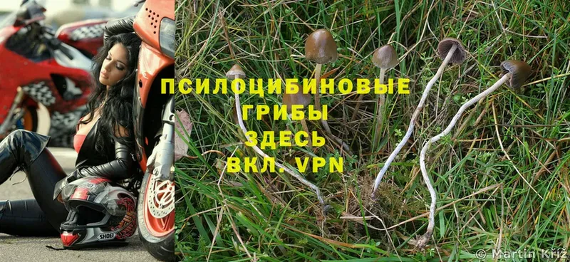 Псилоцибиновые грибы Psilocybine cubensis  Калтан 